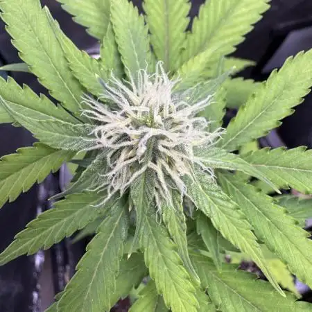 Auto Elephant - Super Sativa Seed Club