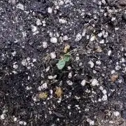 Purple Tangie Auto - Supernatural Seeds