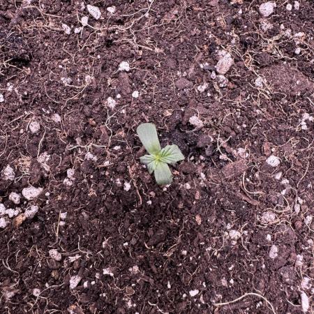 CBD Lemon Auto - Herbies Seeds