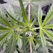 Sticky Broccoli Auto-Zamnesia