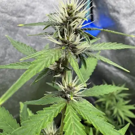 AUTO PURPLE OPIUM - Divine Seeds