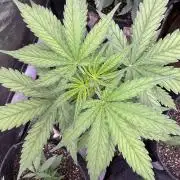 CBD Lemon Auto - Herbies Seeds