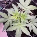 Caramel Auto - FastBuds