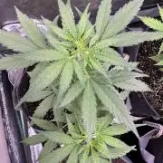 Wurlz F1 Autoflower - Zamnesia Seeds