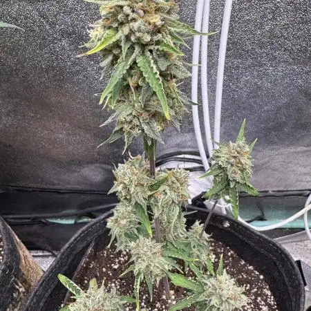 Auto Elephant - Super Sativa Seed Club