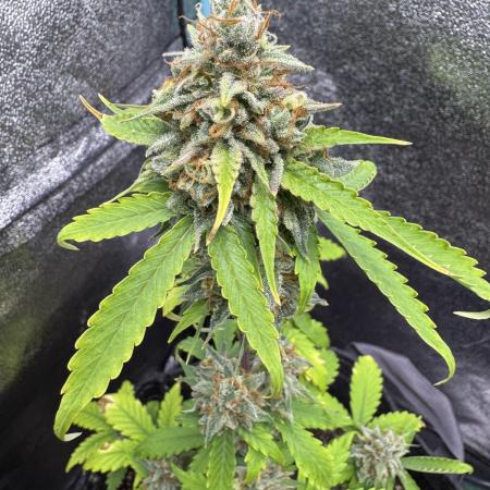 Auto Elephant - Super Sativa Seed Club