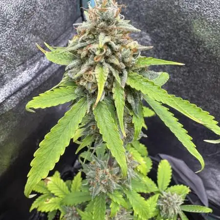 Auto Elephant - Super Sativa Seed Club