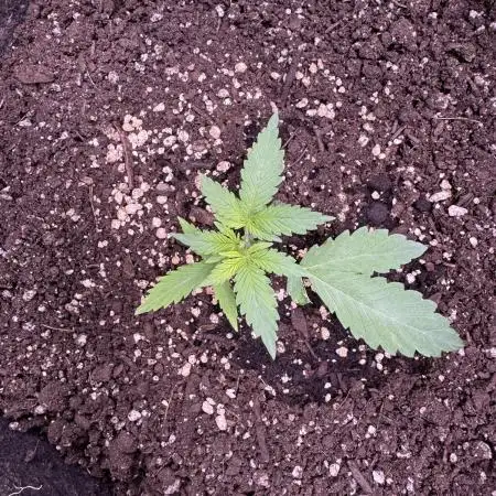 Caramel Auto - FastBuds