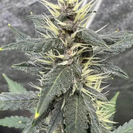AUTO PURPLE OPIUM - Divine Seeds