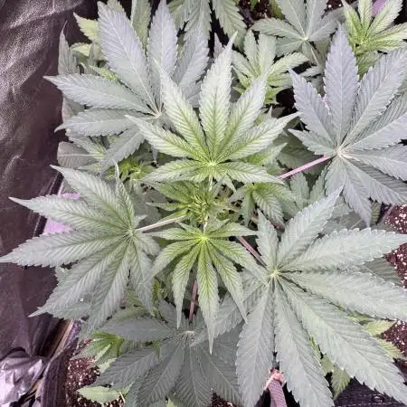 Auto Big Demon by Divine Seeds