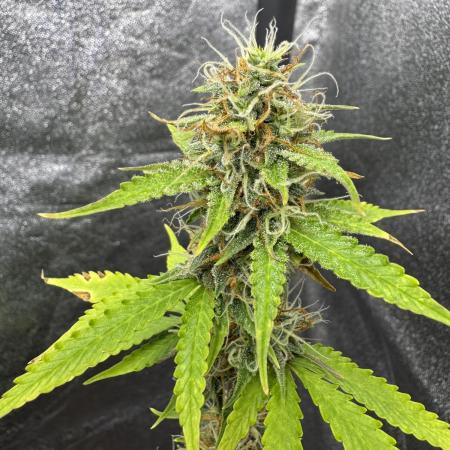 Apple and Blackberry F1 Auto - Tastebudz