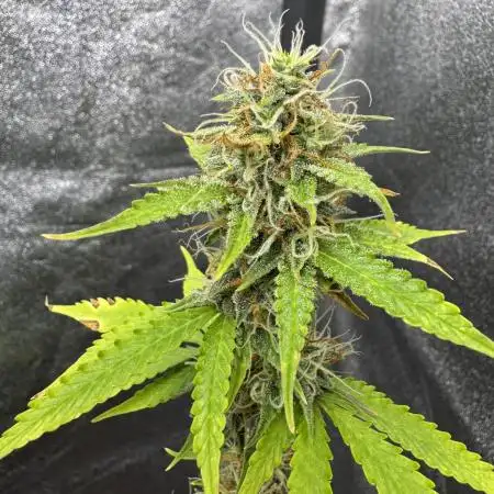 Apple and Blackberry F1 Auto - Tastebudz