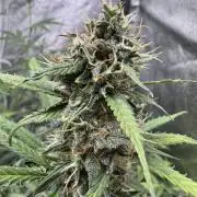 AUTO WHITE WIDOW - Divine Seeds
