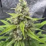 AUTO FRACTAL - Divine Seeds