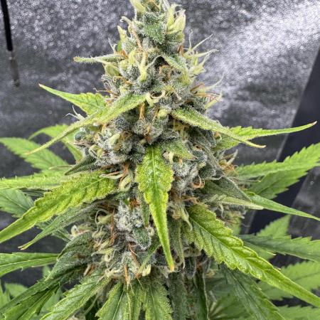 AUTO FRACTAL - Divine Seeds