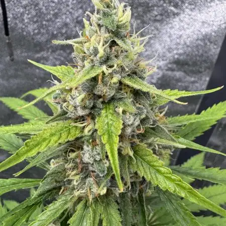 AUTO FRACTAL - Divine Seeds