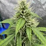 Wild Strawberry F1 Auto Run 2-TasteBudz