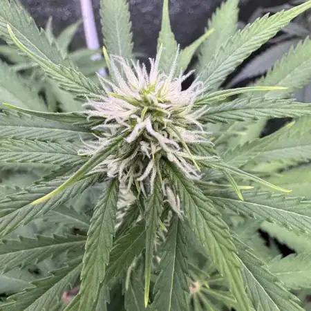Elephant Berry Auto