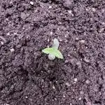 Sour Apple X Strawberry Gorilla Auto