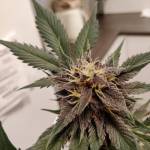 Purple Lemonade - pray4purple!!