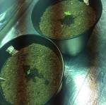 Green crack and West coast OG