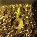 fast Czeese by CzechSeedBank.eu