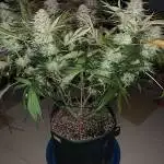 Ayahuasca