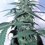 Pineapple Express