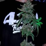 Smoothie Auto