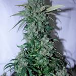 Orange Sherbert Barney's