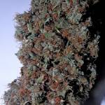Super Lemon Haze