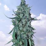 Green Crack