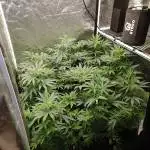 Re doing last run