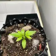 sour cherry diesel grow