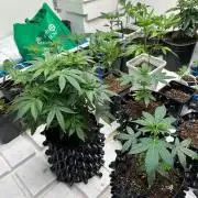sour cherry diesel grow