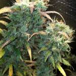 Northern Light Auto