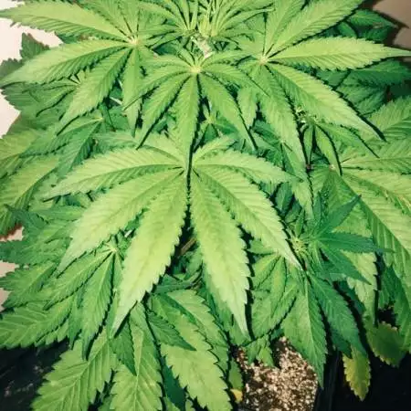 AMNESIA HAZE ULTRA CBD