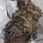 Gorilla Zkittlez - Grow Three