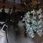 Zamnesia Runtz 8 seeds custom made room.