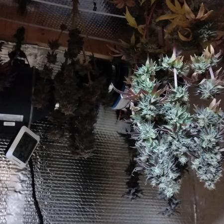 Zamnesia Runtz 8 seeds custom made room.