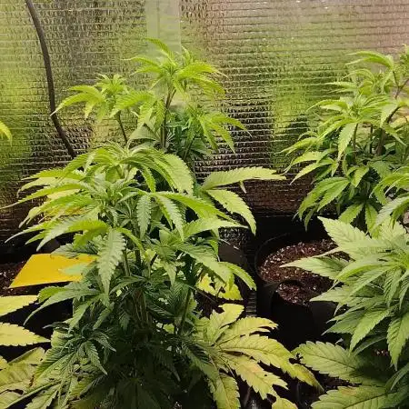 Zamnesia Runtz 8 seeds custom made room.