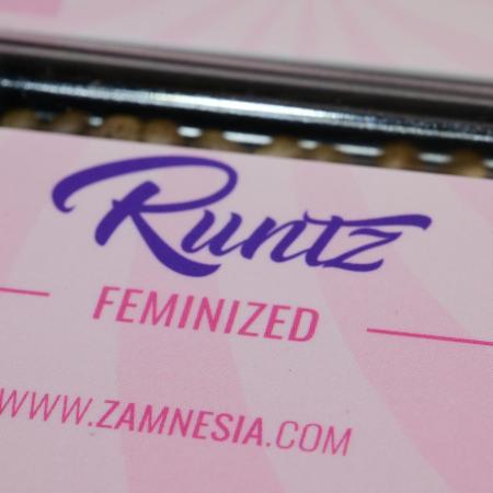 Zamnesia Runtz 8 seeds custom made room.