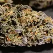 Zamnesia Runtz 8 seeds custom made room.