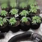 Zamnesia Runtz 8 seeds custom made room.