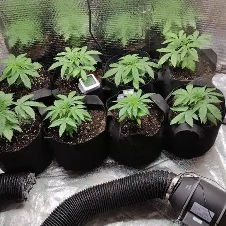 Zamnesia Runtz 8 seeds custom made room.