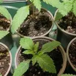 Zamnesia Runtz 8 seeds custom made room.