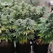 Zamnesia Runtz 8 seeds custom made room.