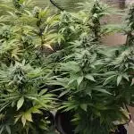 Zamnesia Runtz 8 seeds custom made room.