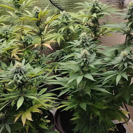 Zamnesia Runtz 8 seeds custom made room.