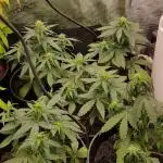Brain damage auto. 5x Plants.